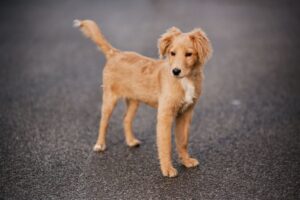 Harvey