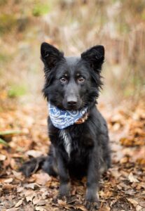 Zorro