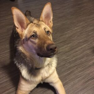 Mya