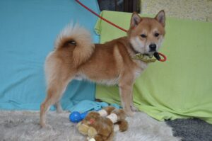 Shibo