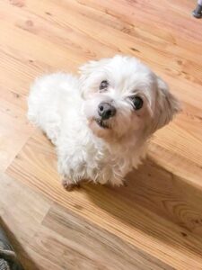 Lili