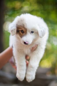 Lancelot