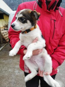Taro