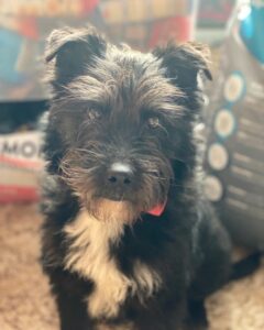Chico