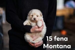 Montana