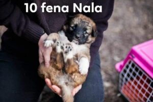 Nala