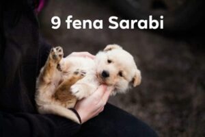 Sarabi