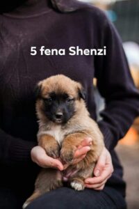 Shenzi