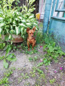 Toby