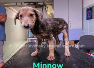 Minnow