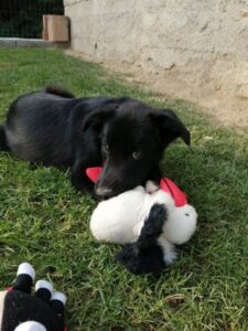 Oleg
