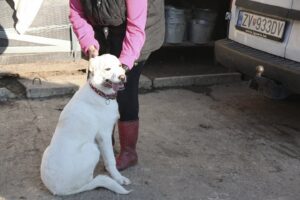 Snowie