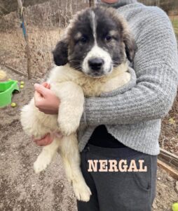 Nergal