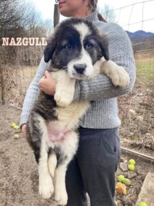 Nazgull