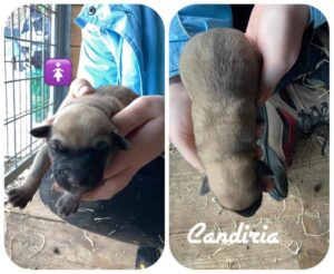 Candiria
