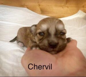 Chervil