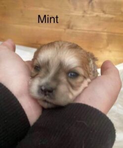 Mint