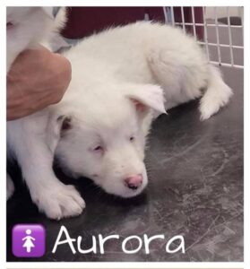 Aurora