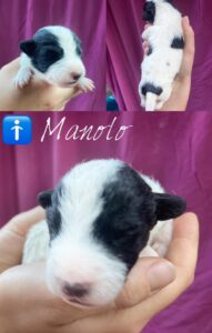Manolo