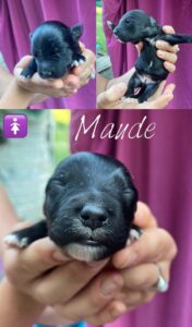 Maude