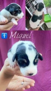 Miguel