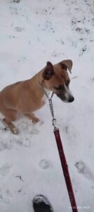 Abbie