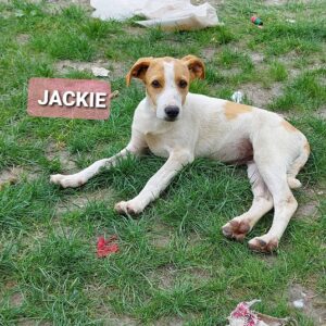Jackie