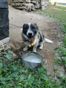 Misko