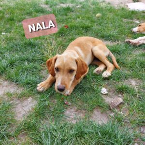 Nala