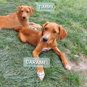Timmy