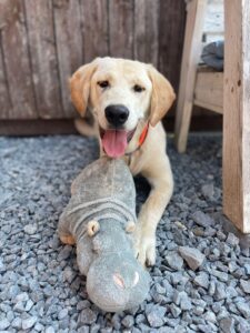 Hugo